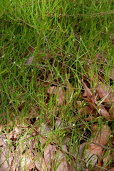 Stylisma pickeringii pickeringii