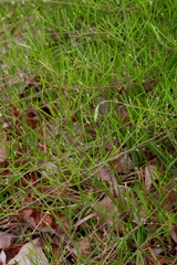 Stylisma pickeringii pickeringii