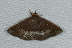 Adrapsa geometroides