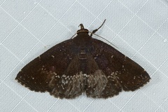 Adrapsa geometroides