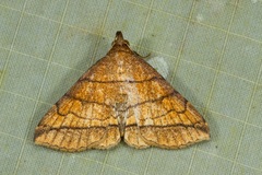 Bertula carta