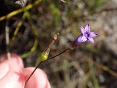 Siphocodon spartioides