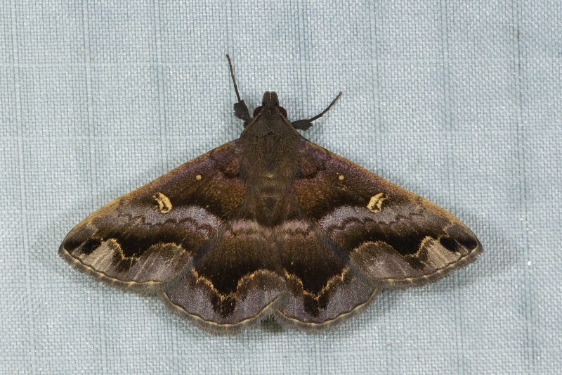 Hadennia maculifascia