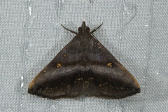 Hadennia hypenalis