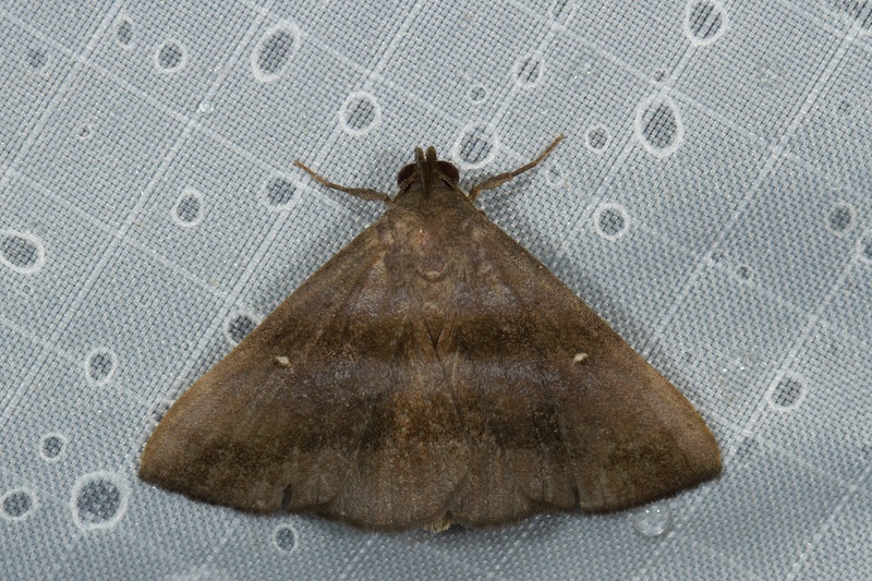 Hadennia montana