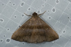 Hadennia montana