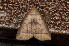 Polypogon longisaccus