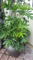 Thaumatophyllum
