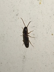 Conoderus vespertinus