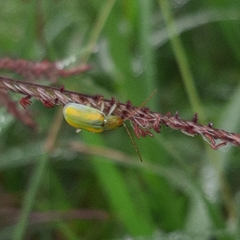 Diabrotica porracea