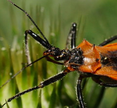 Gminatus australis