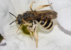Halictus farinosus