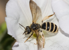 Halictus farinosus