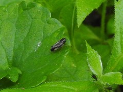 Evacanthus nigramericanus