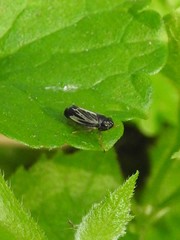 Evacanthus nigramericanus