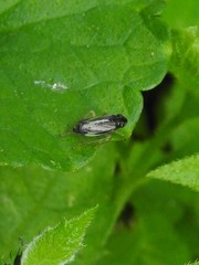 Evacanthus nigramericanus