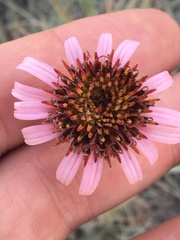 Echinacea angustifolia