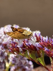 Hesperiidae