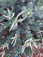 Notholithocarpus densiflorus echinoides