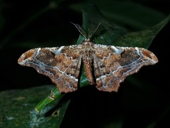 Hyposidra violescens