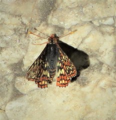 Euphydryas editha augustina