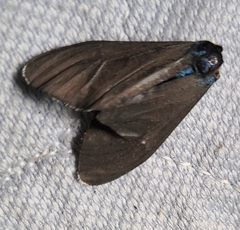 Ctenucha virginica
