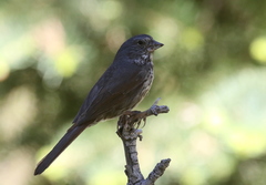 Passerella iliaca stephensi