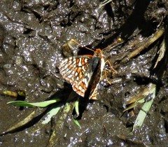 Euphydryas editha augustina