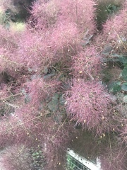 Cotinus obovatus
