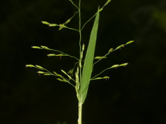 Torreyochloa pallida