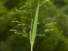 Torreyochloa pallida