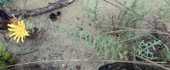 Berkheya cruciata cruciata