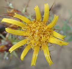 Berkheya cruciata cruciata