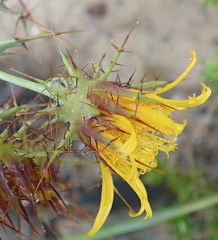 Berkheya cruciata cruciata