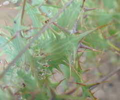 Berkheya cruciata cruciata