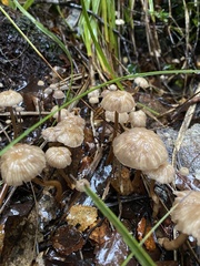 Laccaria masoniae