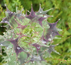 Berkheya cruciata cruciata