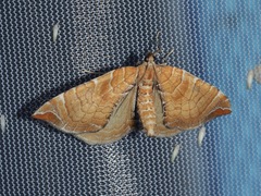 Eulithis molliculata