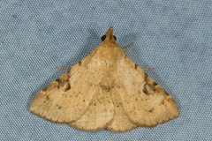 Mosopia pallidusalis