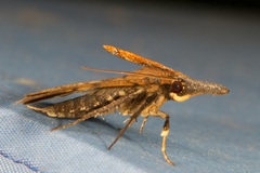 Oxaenanus brontesalis