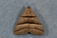 Polypogon nothusalis