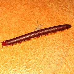 Trigoniulus corallinus