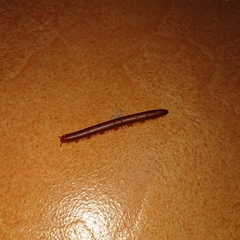 Trigoniulus corallinus