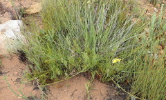 Osteospermum asperulum