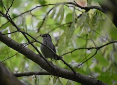 Dumetella carolinensis