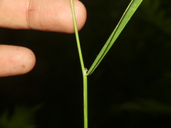 Torreyochloa pallida