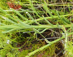 Osteospermum asperulum