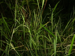 Torreyochloa pallida