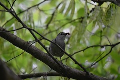 Dumetella carolinensis