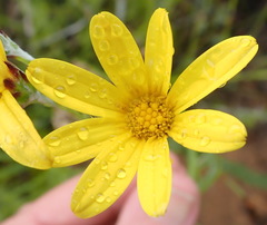 Osteospermum asperulum